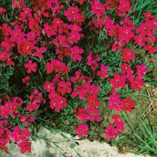 Tactical Grade Bakkenellike 'Flashing Light'