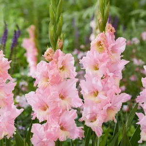 Gladiolus 'Pink Lightning®'