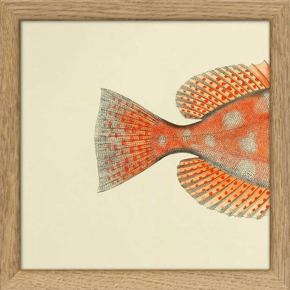 Blotched Bigeye (Priacanthus Carolinus) Tail. Tiny Print Adjustable Arm 15x15