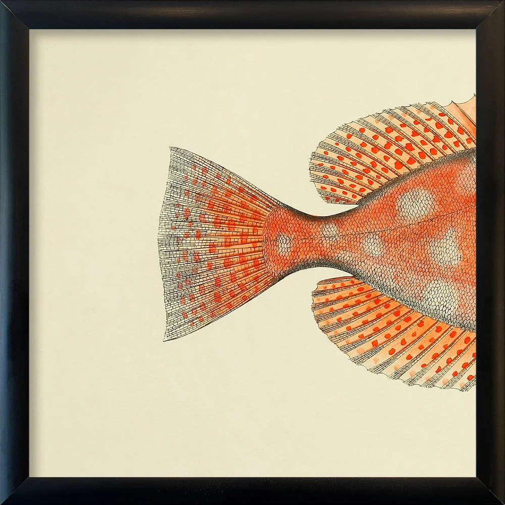 Blotched Bigeye (Priacanthus Carolinus) Tail. Tiny Print Adjustable Arm 15x15