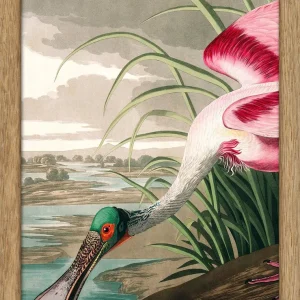 Roseate Spoonbill Close Up. Portable Print 15x21