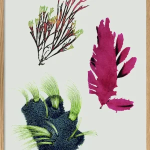 Tretrins Algae including Purple Thing 30x40