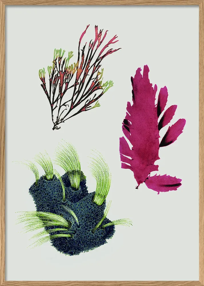 Tretrins Algae including Purple Thing 30x40