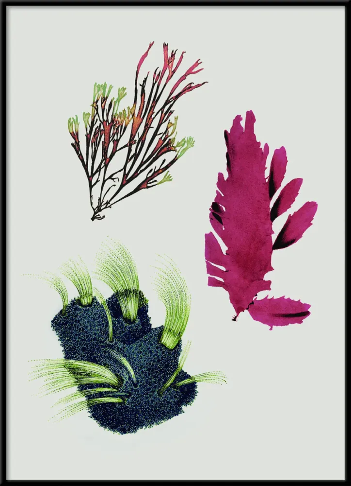 Tretrins Algae including Purple Thing 30x40