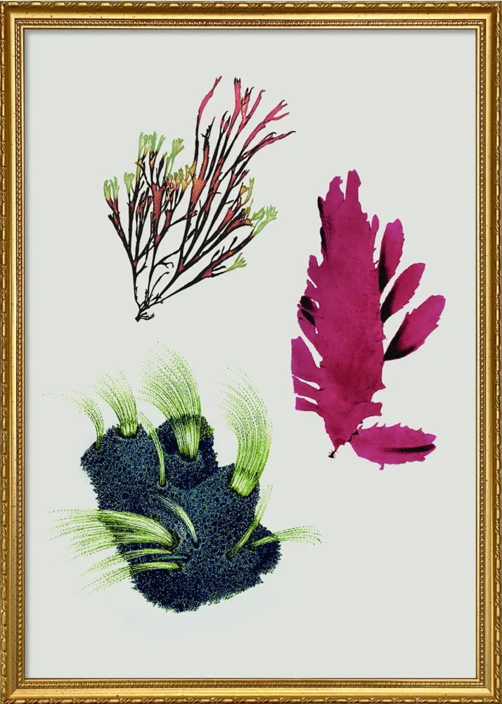 Tretrins Algae including Purple Thing 30x40