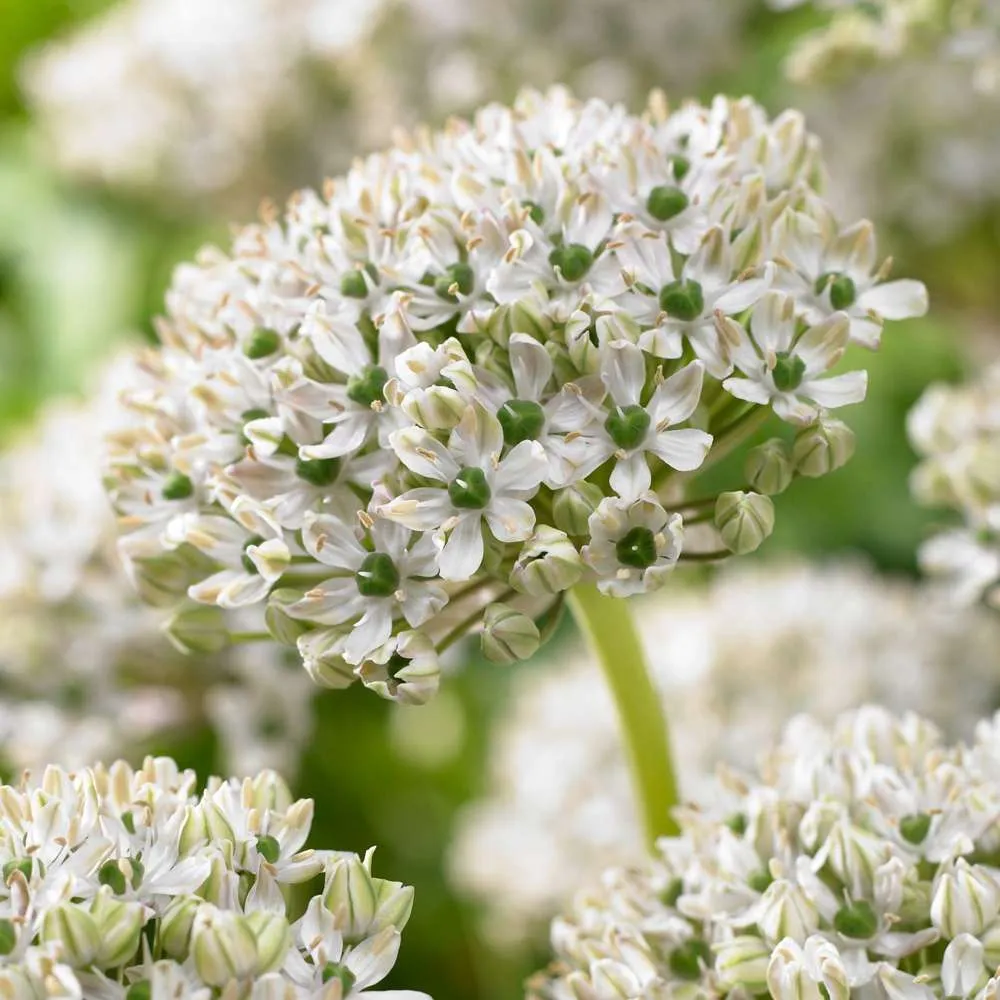 Allium 'Nigrum' Made USA