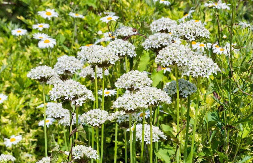 Allium 'Nigrum' Made USA