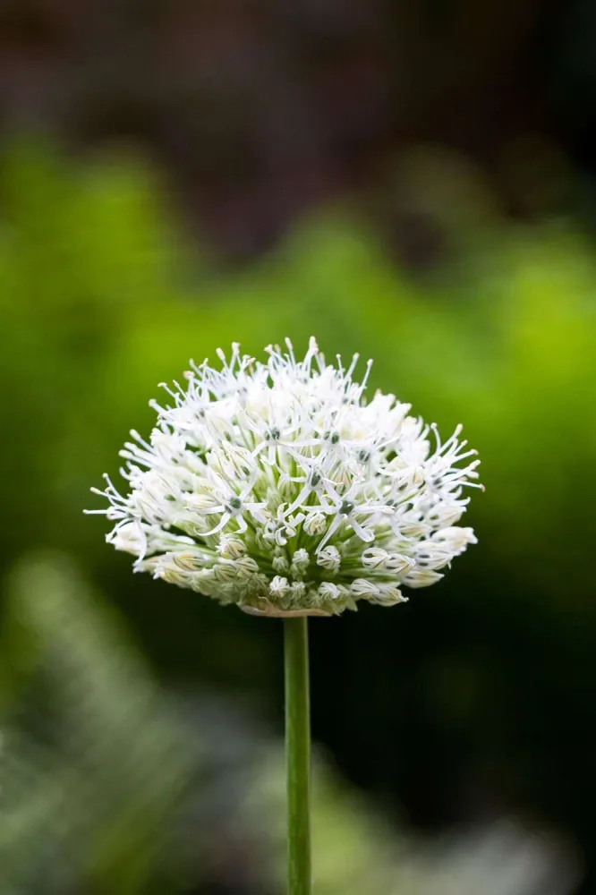 Allium 'Nigrum' Made USA