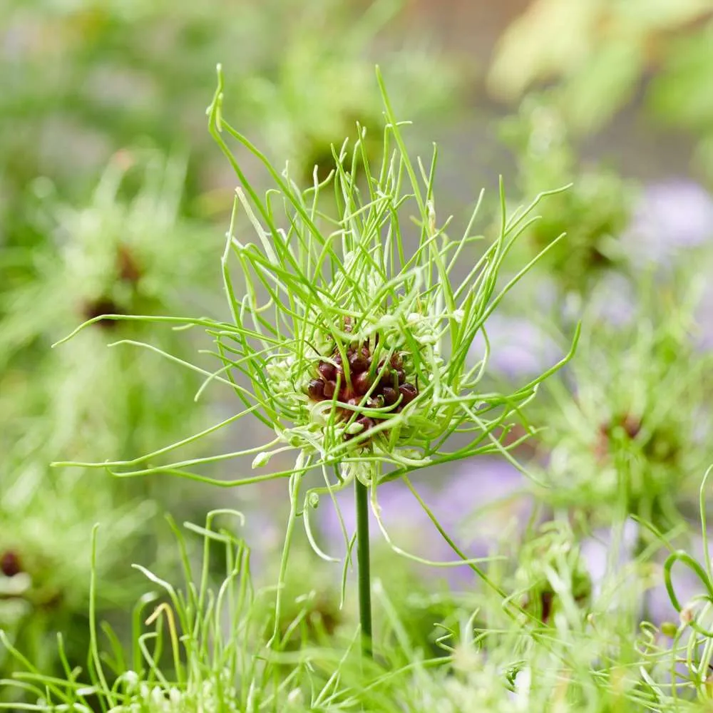 Allium Vineale 'Hair' 40-Piece Bit Set