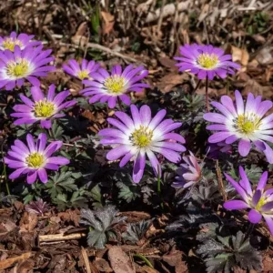 Anemone 'Charmer' Easy Installation