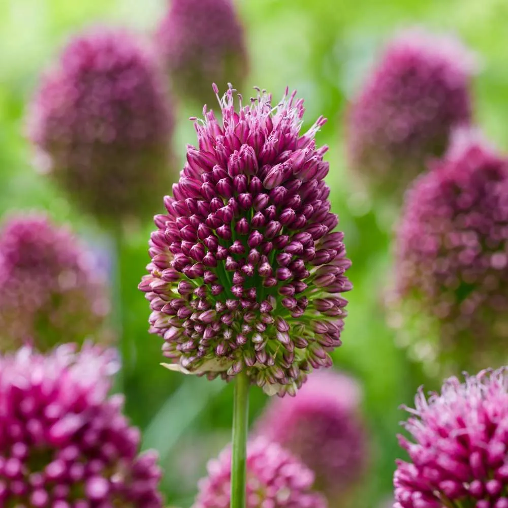 Cordless Allium 'Sphaerocephalon'