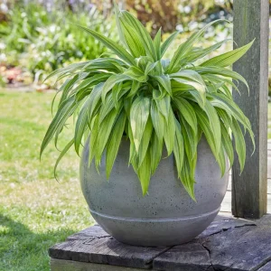 Cordless Hosta 'Hyuga Urajiro'
