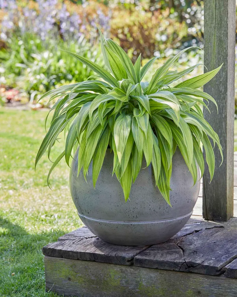 Cordless Hosta 'Hyuga Urajiro'