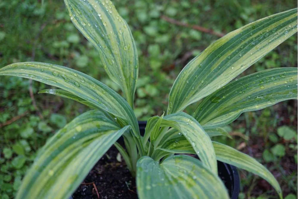 Cordless Hosta 'Hyuga Urajiro'