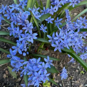 Cordless Ipheion 'Jessie'