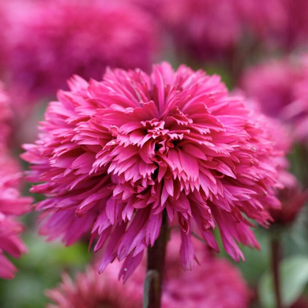 Cordless Purpursolhat Echinacea 'Blackberry Truffle'