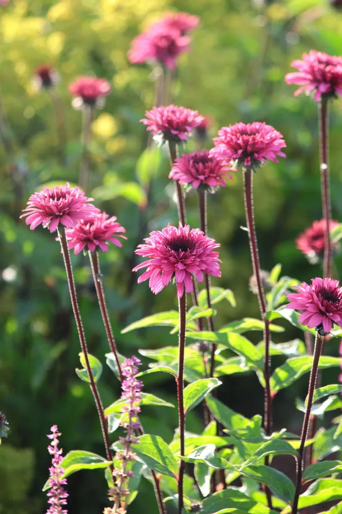 Cordless Purpursolhat Echinacea 'Blackberry Truffle'