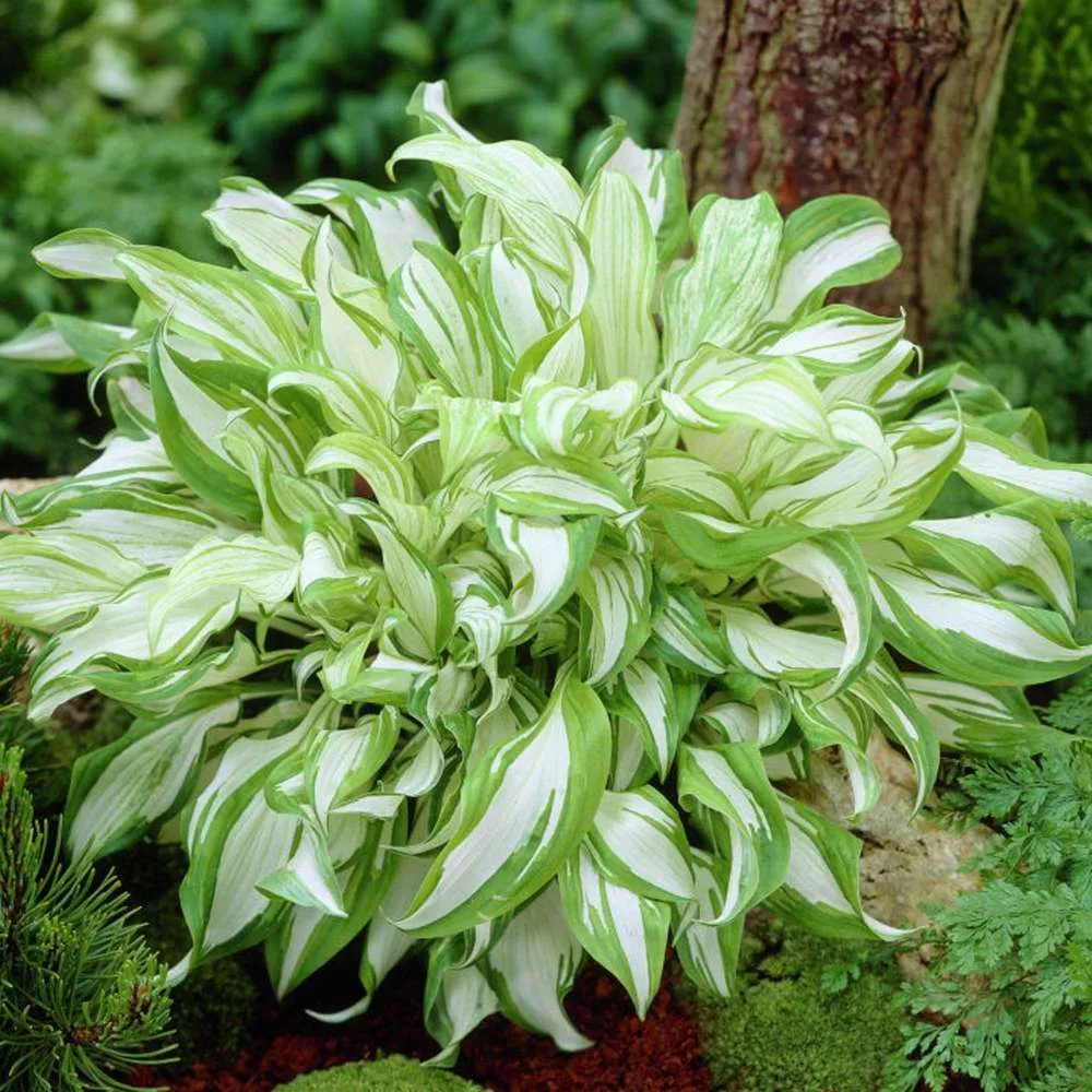 Ergonomic Design Hosta Undulata 'Mediovariegata'