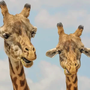 Girafmakkere - 20V 13x18