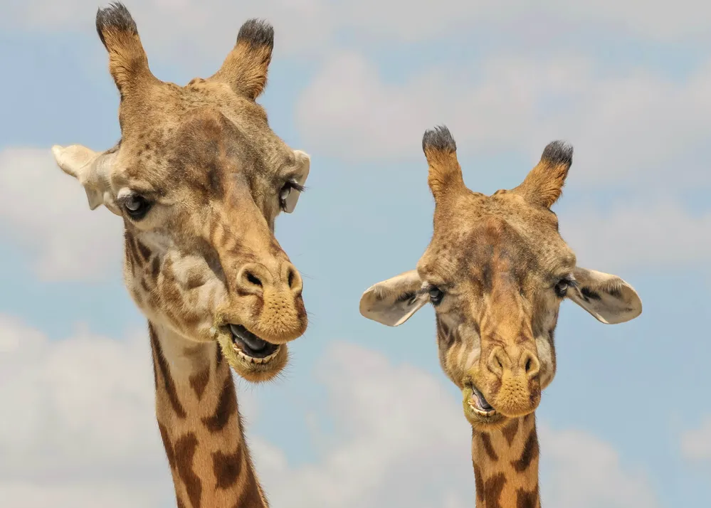 Girafmakkere - 20V 13x18
