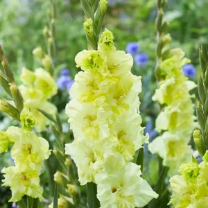 Gladiolus 'Happy Touch' Industrial Design