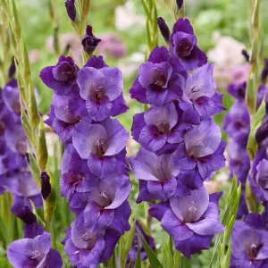 Gladiolus 'Purple Magic'