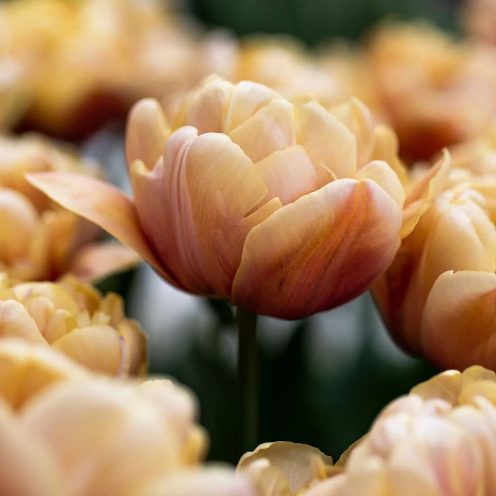 Heavy Duty Tulipan 'La Belle Epoque'