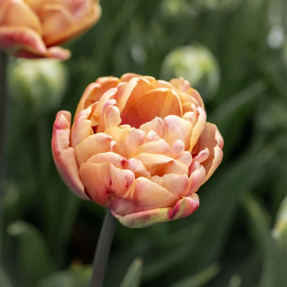 Heavy Duty Tulipan 'La Belle Epoque'