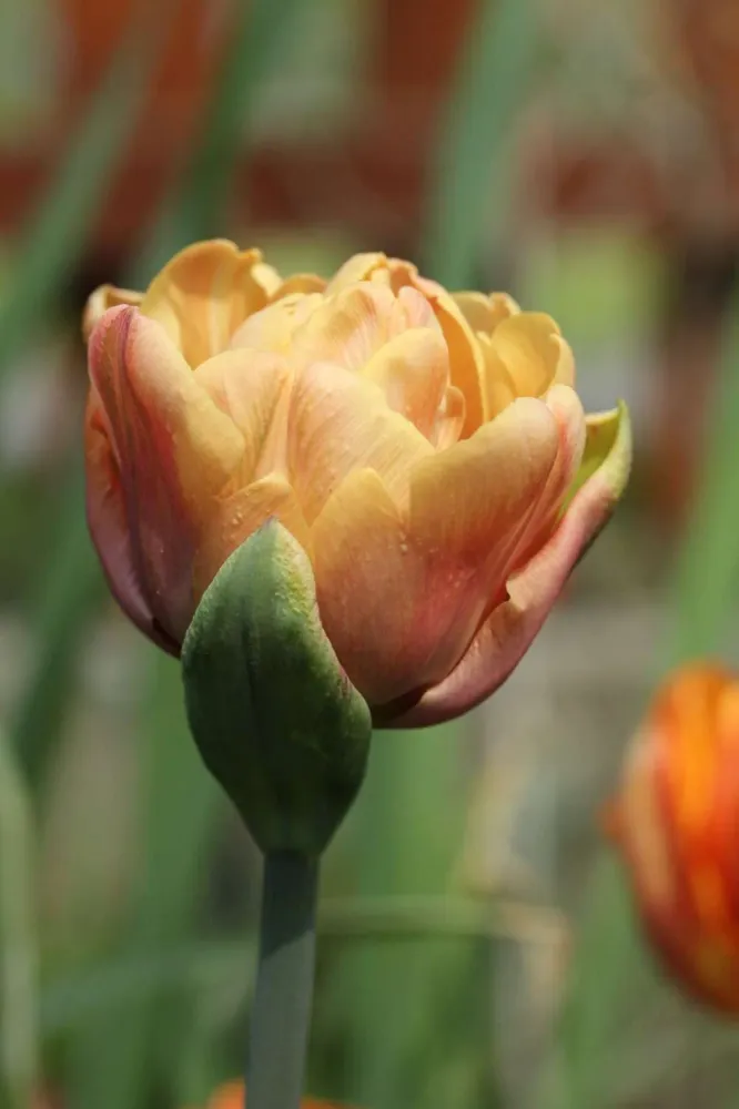 Heavy Duty Tulipan 'La Belle Epoque'