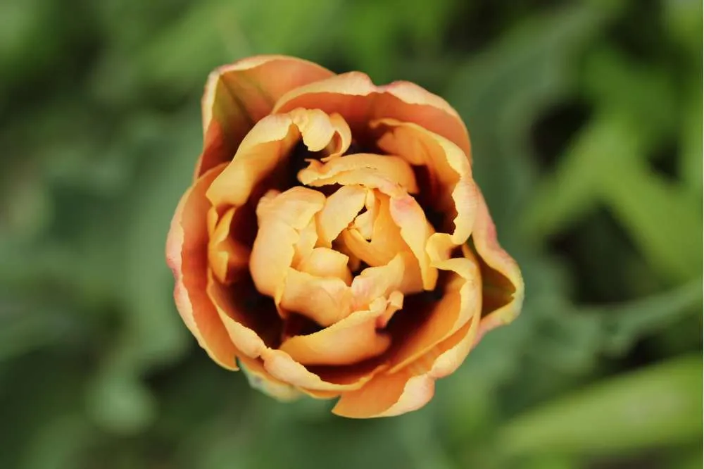 Heavy Duty Tulipan 'La Belle Epoque'