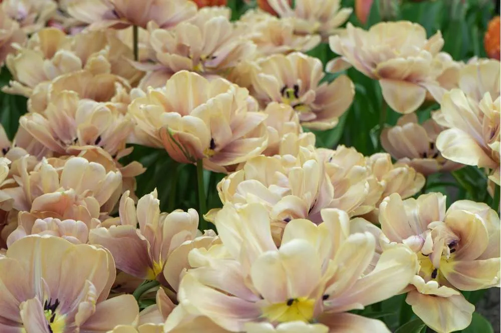 Heavy Duty Tulipan 'La Belle Epoque'