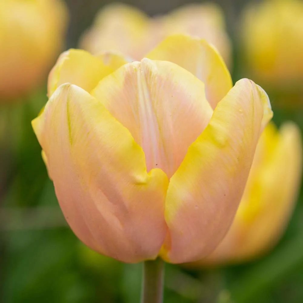 Heavy Duty Tulipan 'Mango Charm'