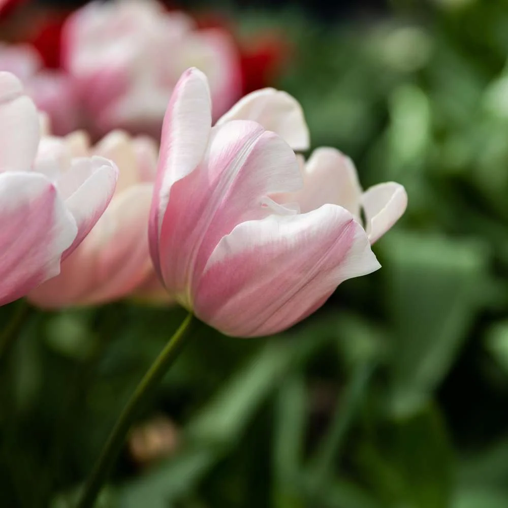Heavy Duty Tulipan 'Mango Charm'