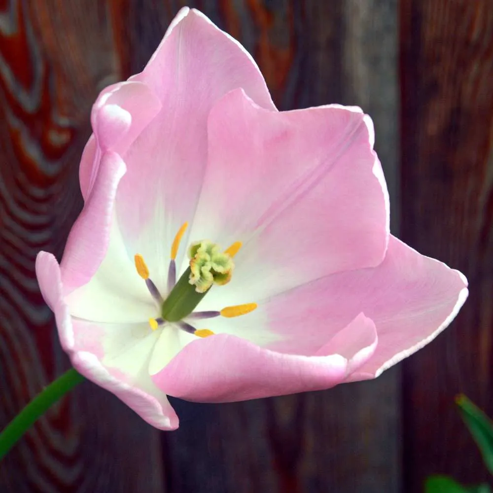Heavy Duty Tulipan 'Mango Charm'