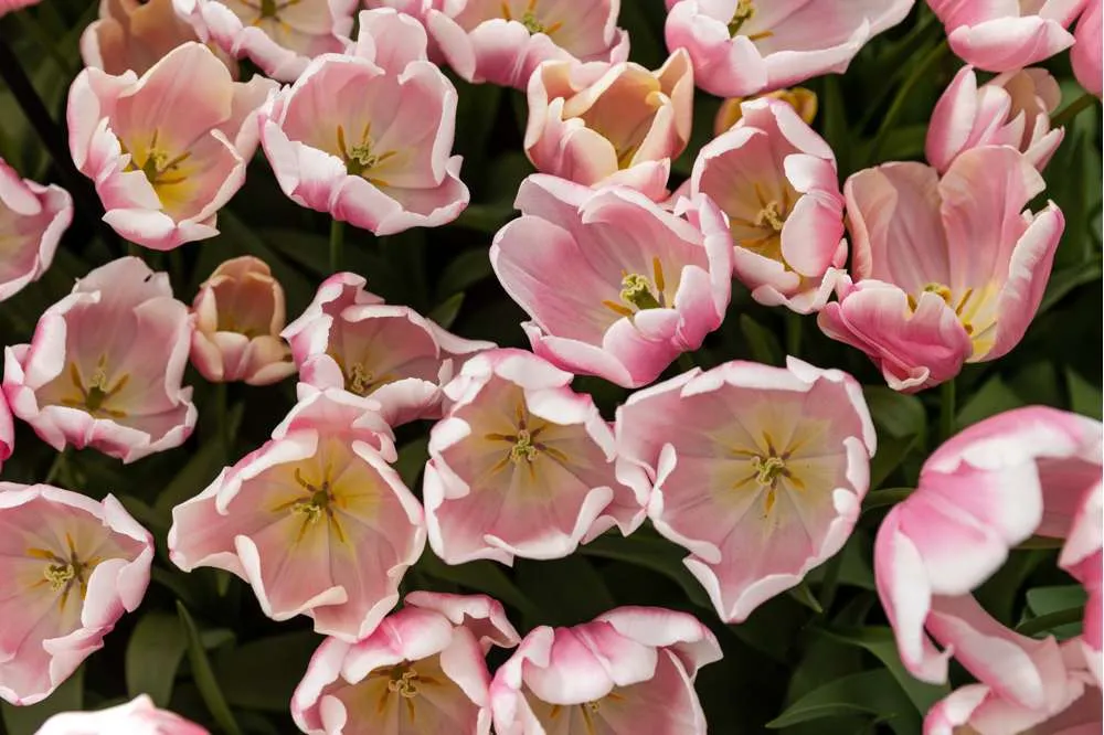 Heavy Duty Tulipan 'Mango Charm'