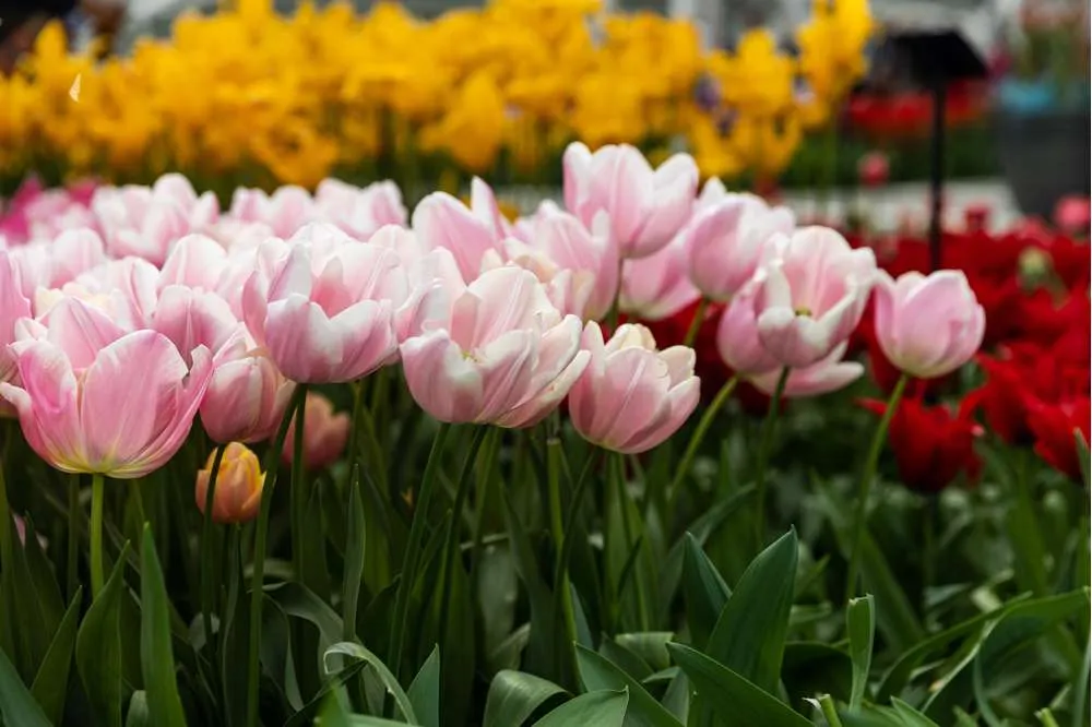 Heavy Duty Tulipan 'Mango Charm'