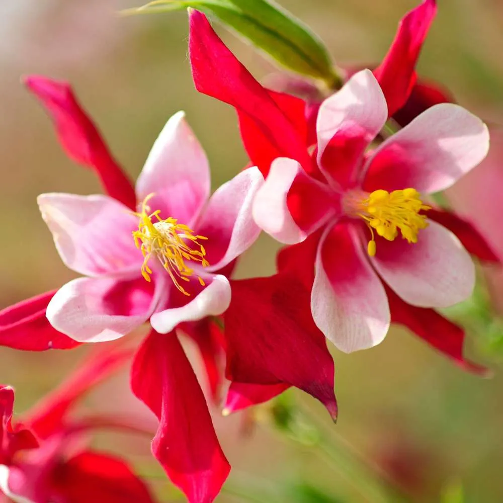High Precision Akeleje 'Crimson Star'