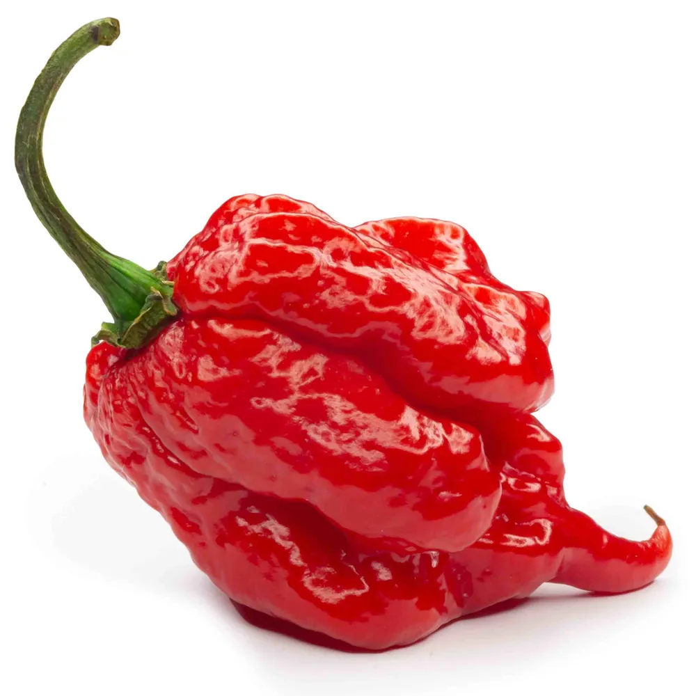 High Precision Chili 'Carolina Reaper'