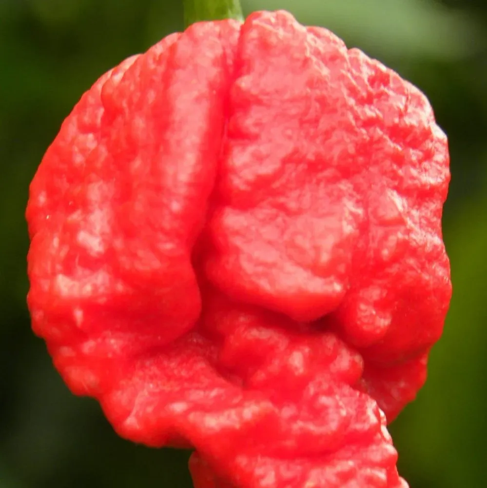 High Precision Chili 'Carolina Reaper'