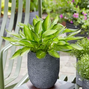 Hosta 'Ayesha' - 20V