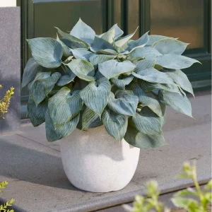 Hosta 'Bullet Proof' | Variable Speed | Overload Protection