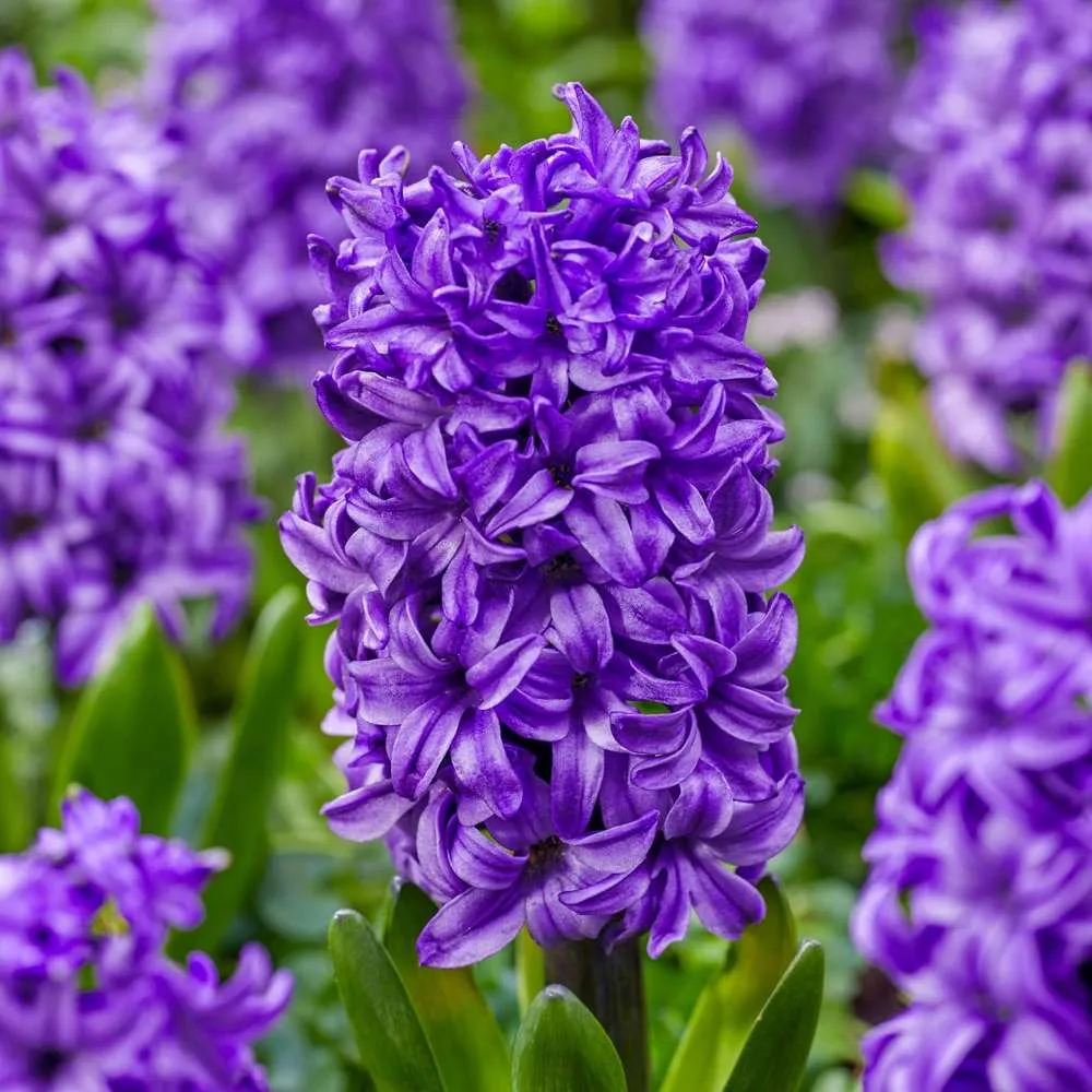 Hyacint 'Atlantic'