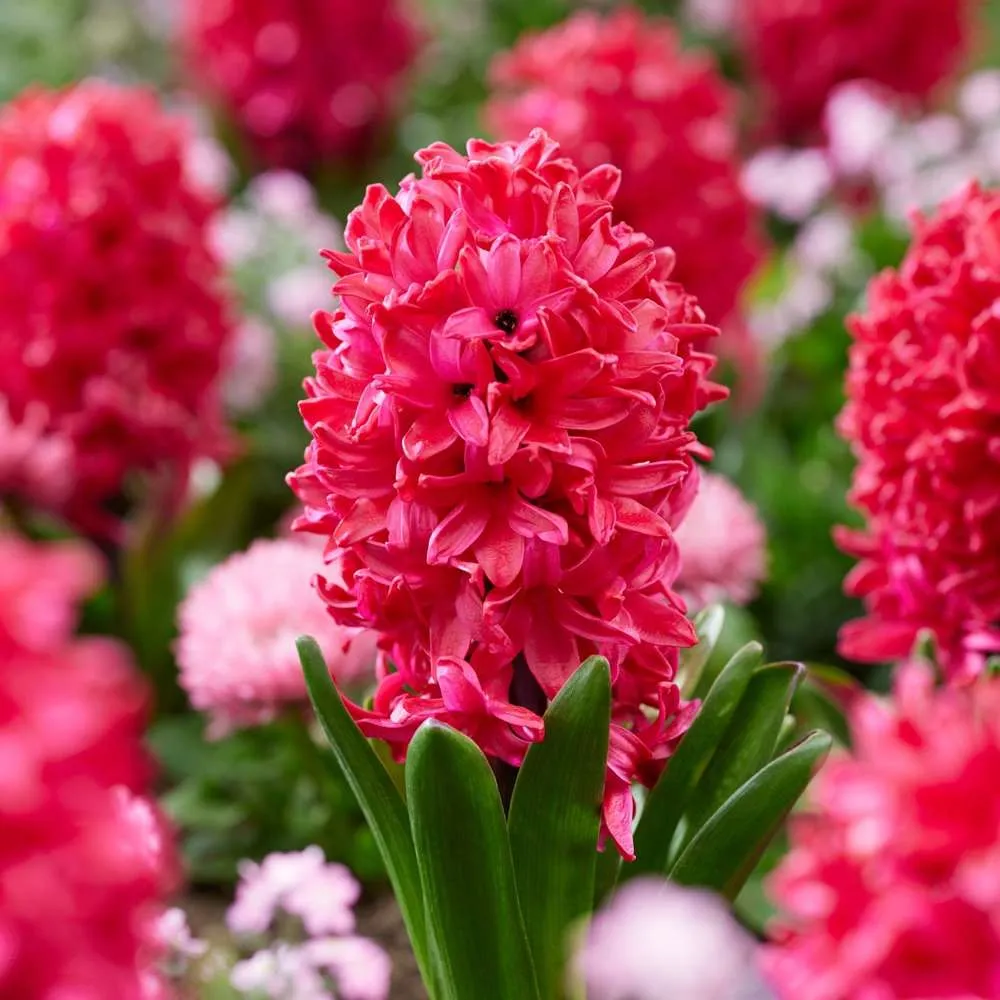 Hyacint 'Red Glory'