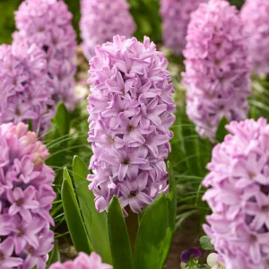 Hyacint 'Splendid Cornelia'