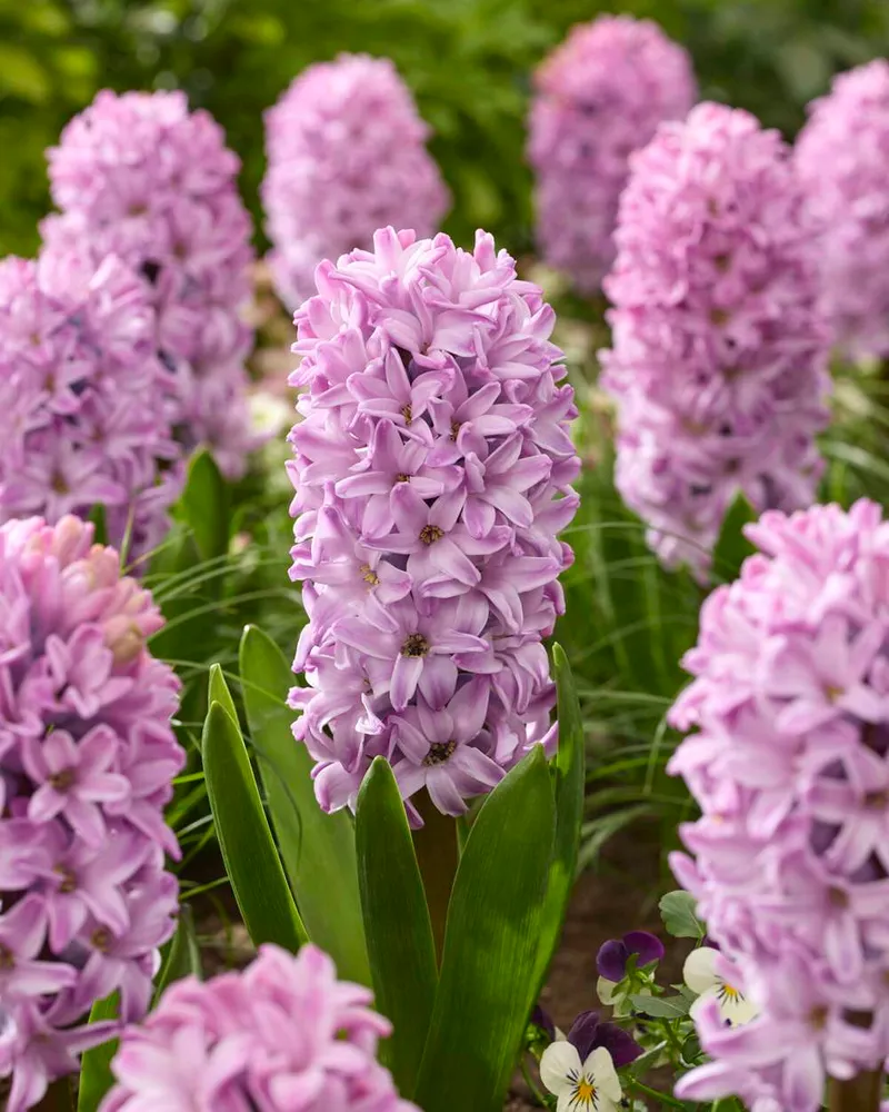 Hyacint 'Splendid Cornelia'