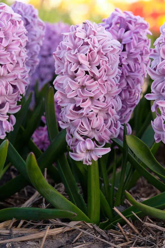Hyacint 'Splendid Cornelia'