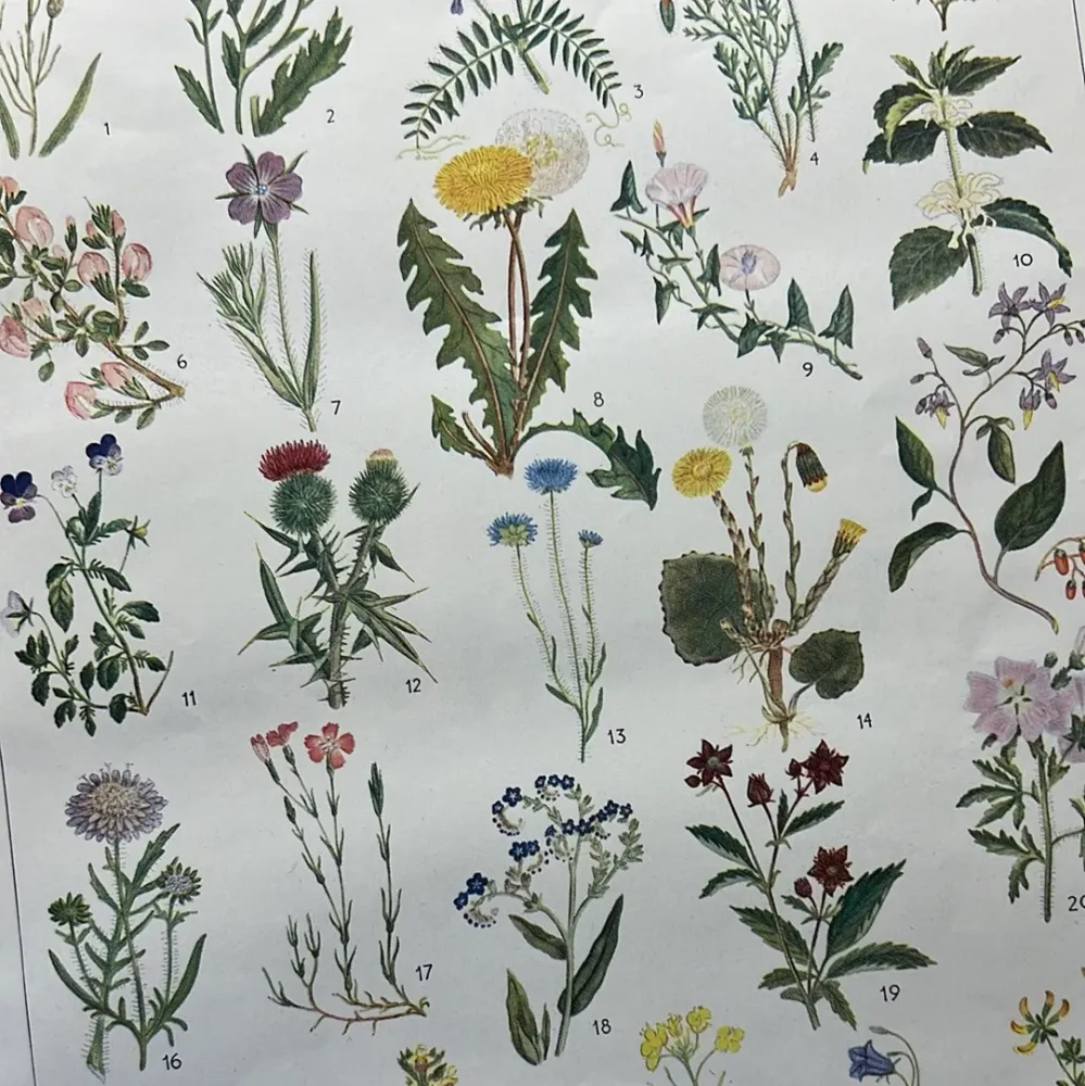 Impact Ready Blomster I