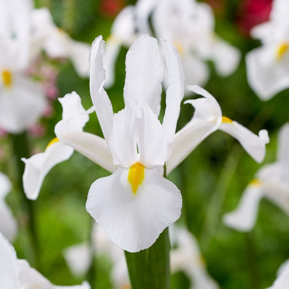 Iris Hollandica 'Alaska' Drywall Installation