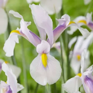 Iris Hollandica 'Carmen' Industrial Design