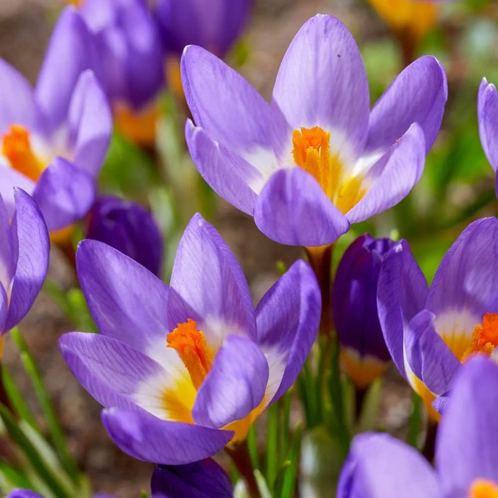 Krokus 'Tricolor' - 20V